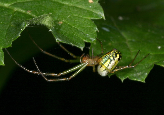 Leucauge venusta Tetragnathidae