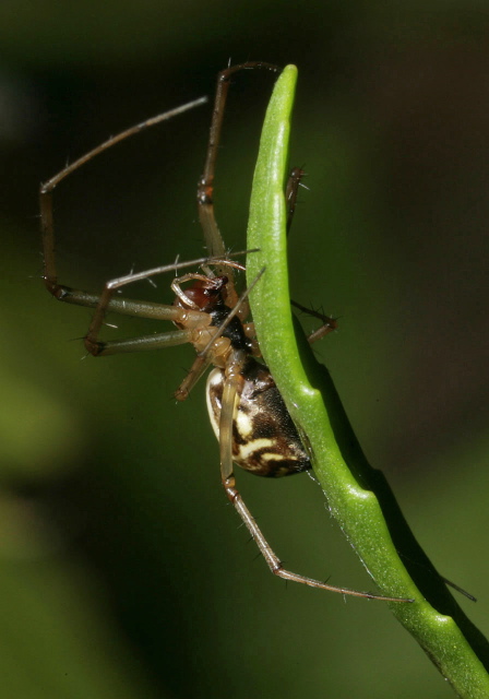 Linyphia triangularis Linyphiidae