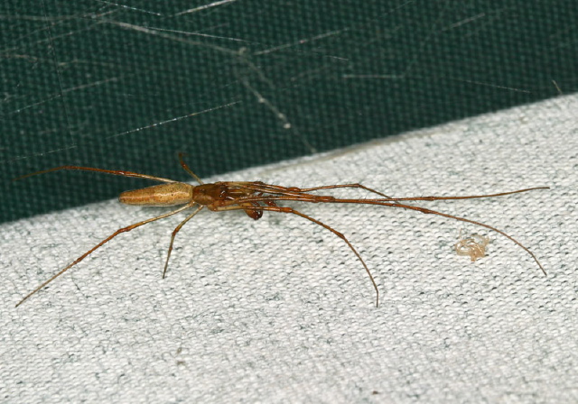 Tetragnatha sp. Tetragnathidae