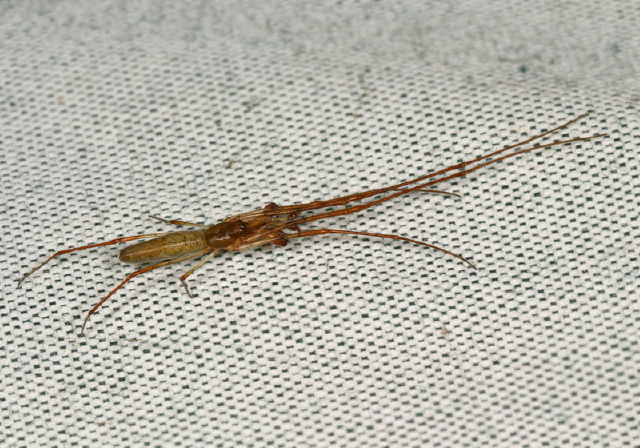 Tetragnatha sp. Tetragnathidae