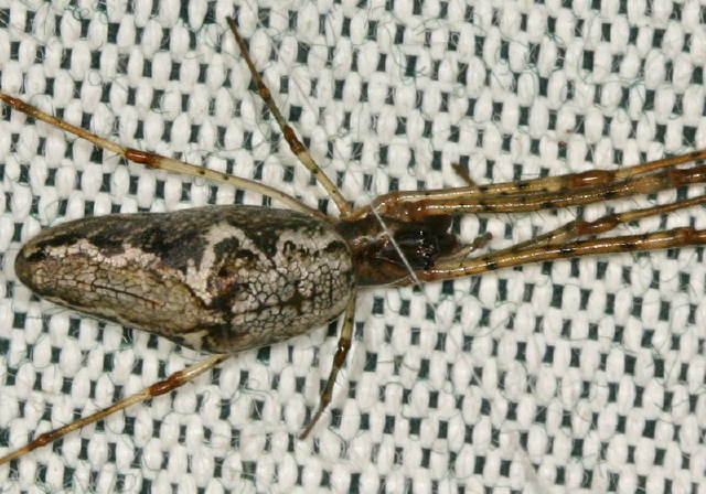 Tetragnatha sp. Tetragnathidae