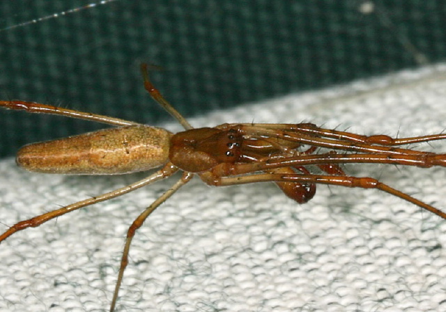 Tetragnatha sp. Tetragnathidae