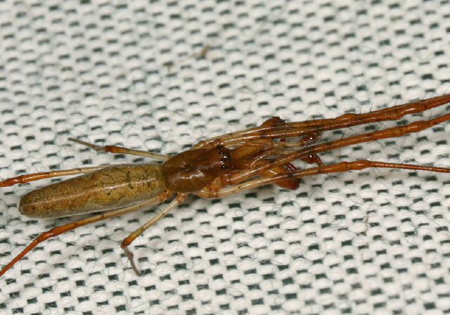 Tetragnatha sp. Tetragnathidae