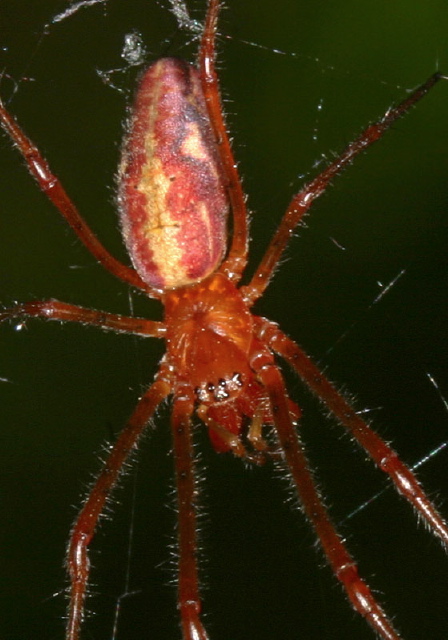   Tetragnathidae