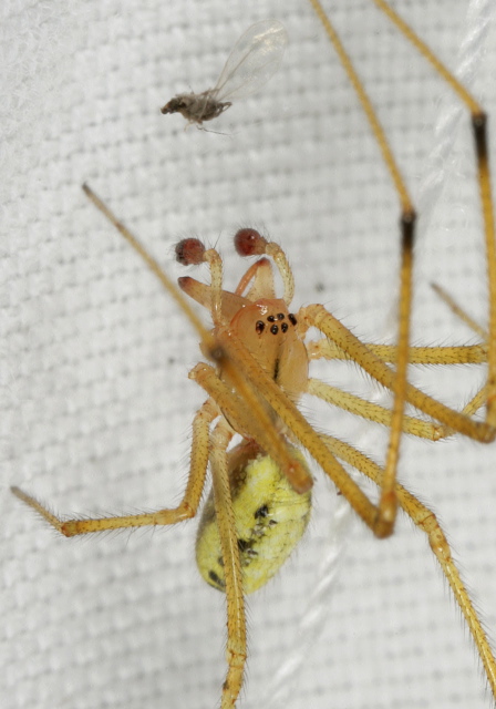 Enoplognatha ovata Theridiidae