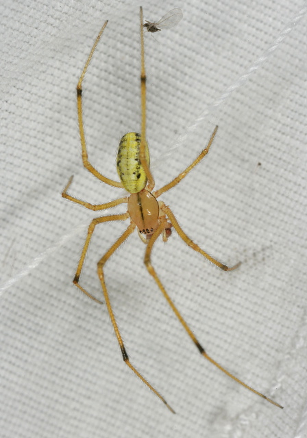 Enoplognatha ovata Theridiidae