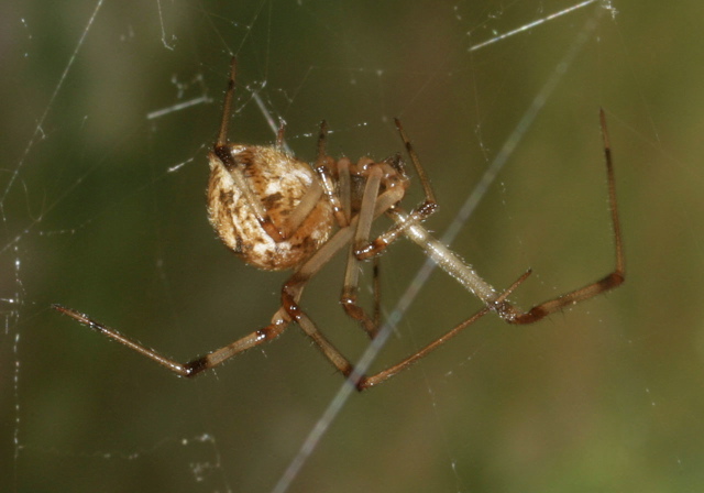 Achaearanea tepidariorum Theridiidae