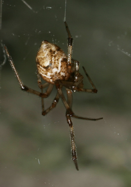 Achaearanea tepidariorum Theridiidae