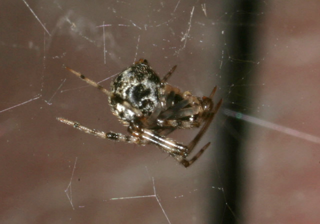 Achaearanea tepidariorum Theridiidae