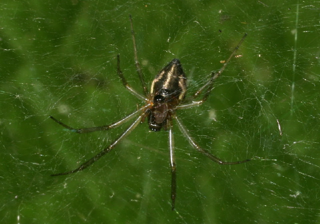 Frontinella communis Linyphiidae