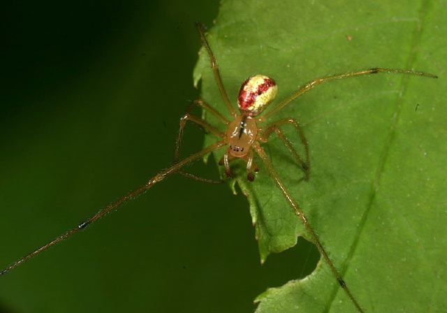 Enoplognatha ovata Theridiidae