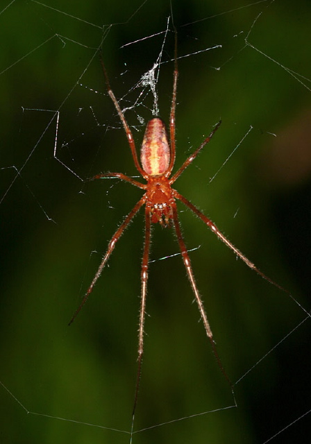   Tetragnathidae