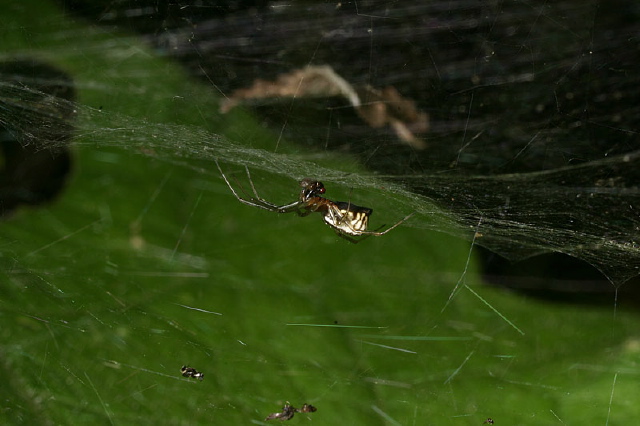 Frontinella communis Linyphiidae