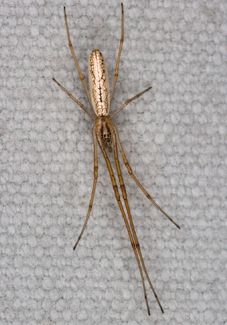 Tetragnatha sp. Tetragnathidae