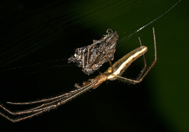 Tetragnatha sp. Tetragnathidae