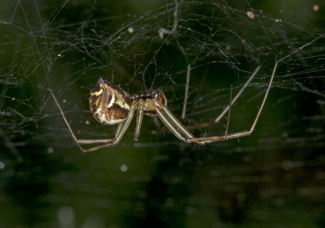 Linyphia triangularis Linyphiidae