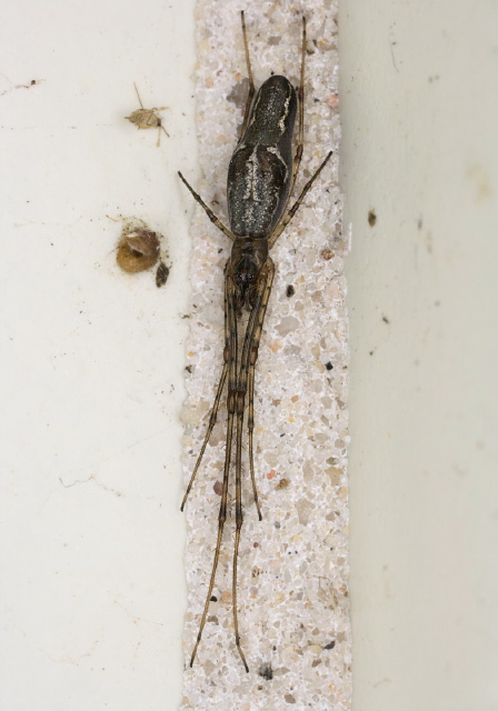 Tetragnatha sp. Tetragnathidae