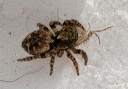 jumping_spider4449