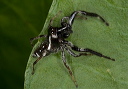 jumping_spider_1808