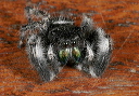 phidippus__mg_4191