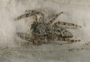 platycryptus_undatus_9577