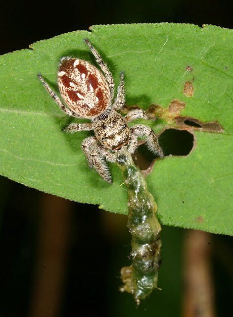 Eris sp. Salticidae