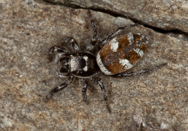 Salticus scenicus Salticidae