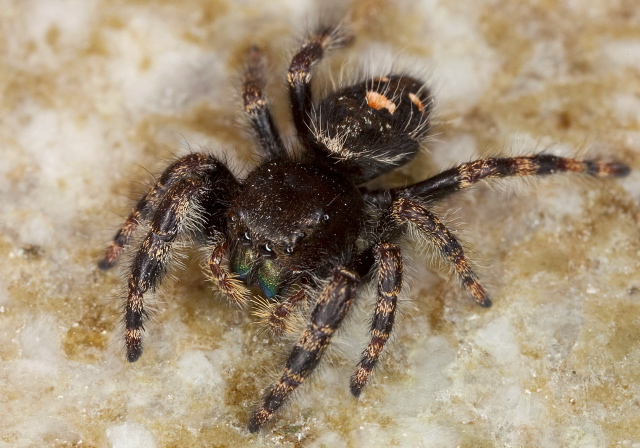 Phidippus audax Salticidae