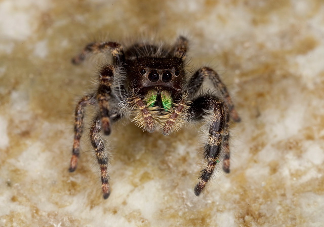 Phidippus audax Salticidae