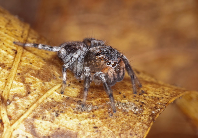 Naphrys pulex Salticidae