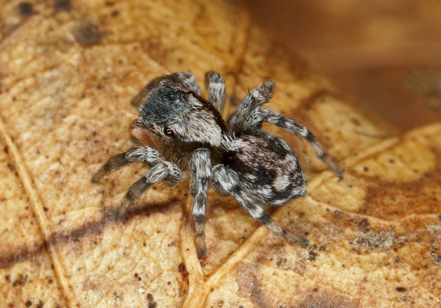 Naphrys pulex Salticidae