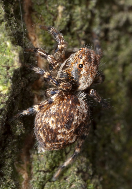 Naphrys pulex Salticidae