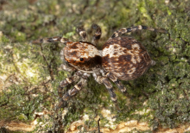 Naphrys pulex Salticidae