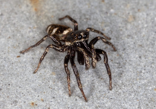 Salticus scenicus Salticidae