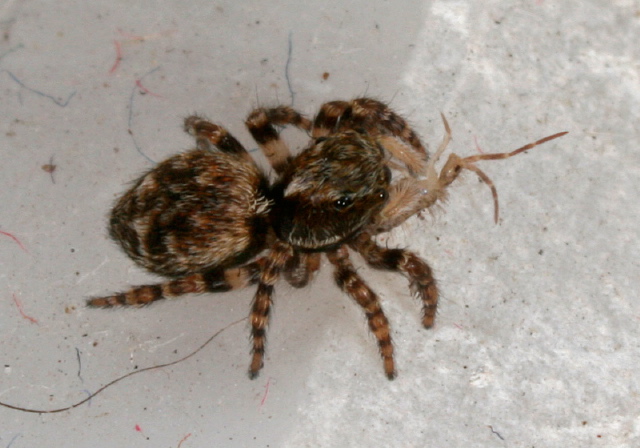 Sitticus sp. Salticidae