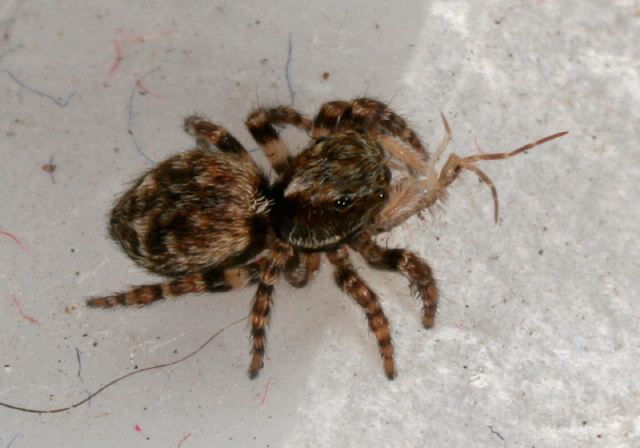 Sitticus sp. Salticidae