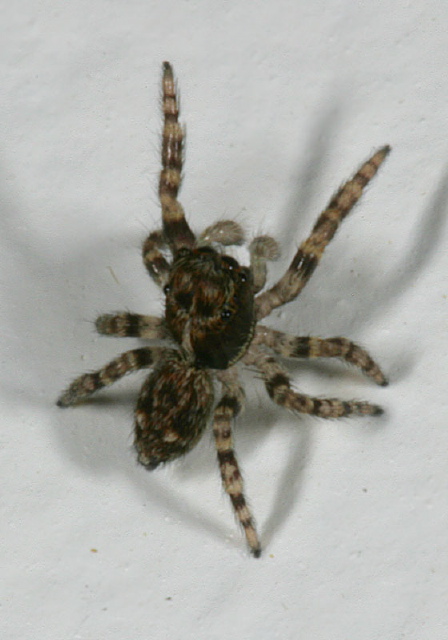 Sitticus sp. Salticidae