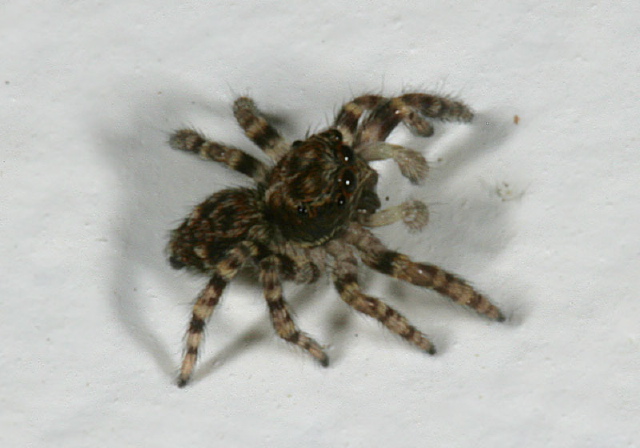 Sitticus sp. Salticidae