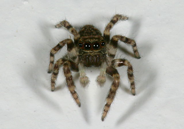 Sitticus sp. Salticidae