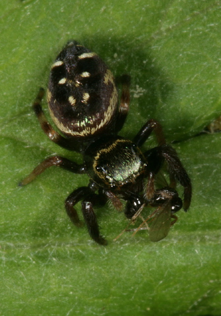 Paraphidippus aurantius Salticidae