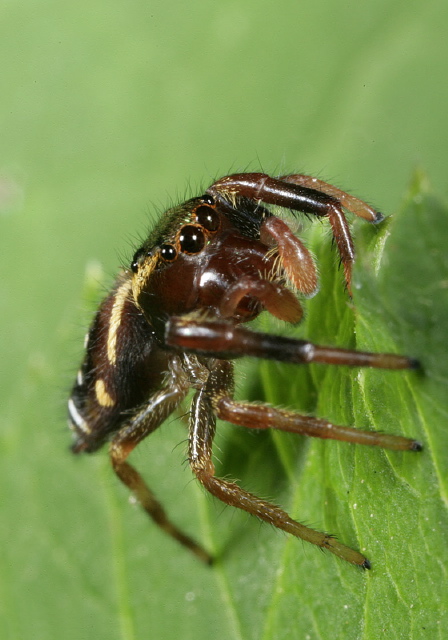 Paraphidippus aurantius Salticidae