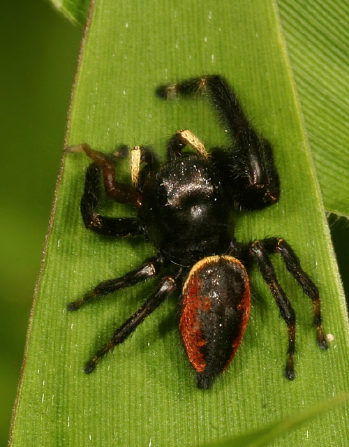 Phidippus clarus Salticidae