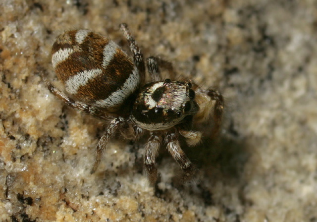 Salticus scenicus Salticidae