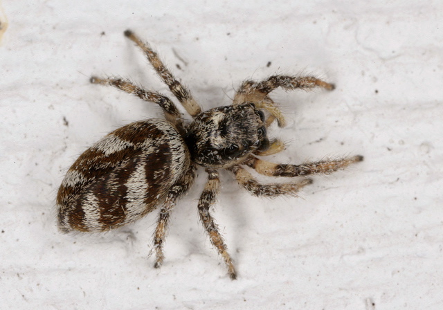 Salticus scenicus Salticidae