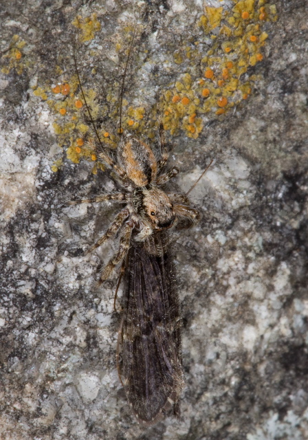 Habronattus? Salticidae