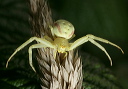 crab_spider_1117