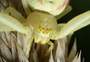 crab_spider_1118