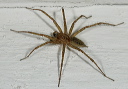 grass_spider3790