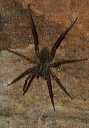 wolf_spider_0945