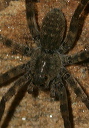 wolf_spider_0945b